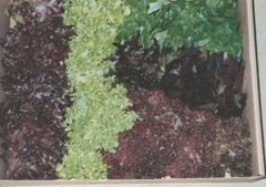 Mixed lettuces