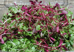 Micro Mix
