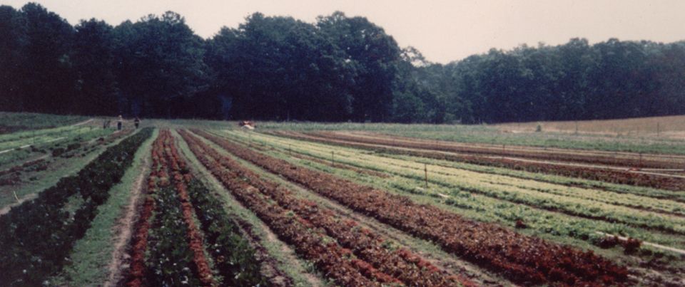 5.Rows_of_lettuce