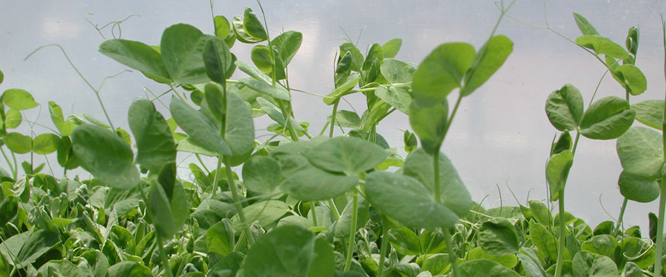 imgae_4_Pea_Shoots