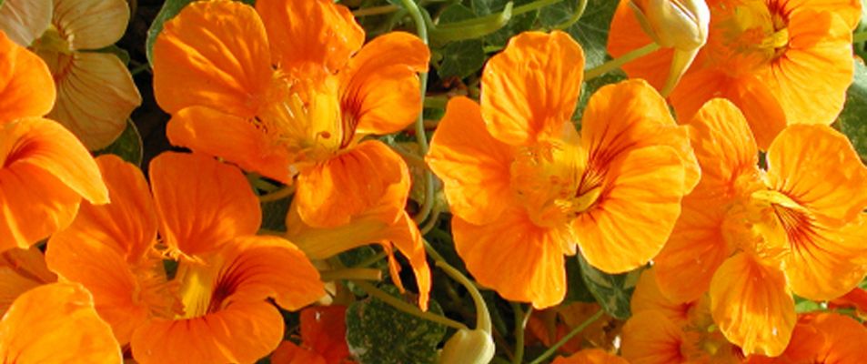 1.Edible_Flowers_Nasturtiums