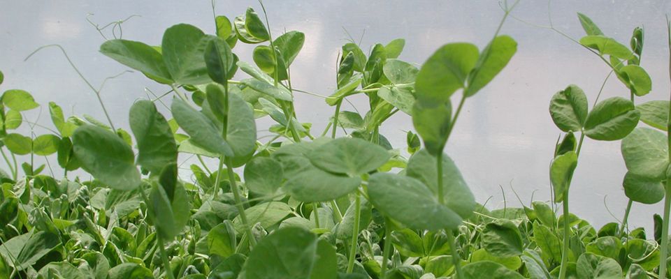 4.Pea_Shoots