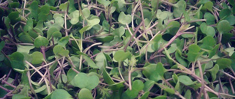 6.Kale