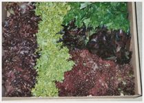A box of mixed lettuces ready to deliver