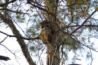 Baby Racoon